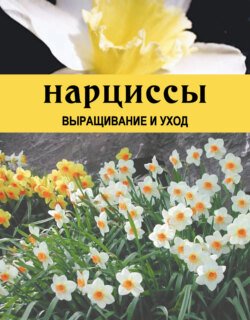 Нарциссы. Выращивание и уход