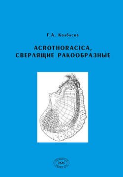 Acrothoracica, сверлящие ракообразные