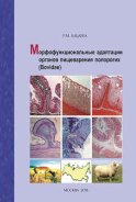 Морфофункциональные адаптации органов пищеварения полорогих (Bovidae)