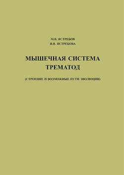 Мышечная система трематод (строение и возможные пути эволюции)