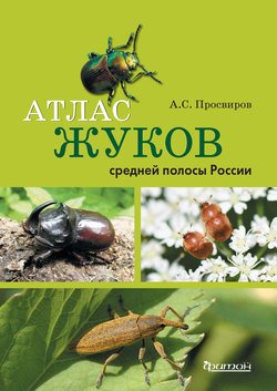 Атлас жуков средней полосы России