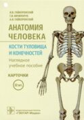 Анатомия человека. Кости туловища и конечностей (карточки + кольцо для стяжки карточек)
