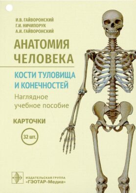 Анатомия человека. Кости туловища и конечностей (карточки + кольцо для стяжки карточек)