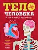 Тело человека и как оно работает