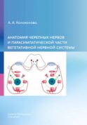 Анатомия черепных нервов и парасимпатической части вегетативной нервной системы