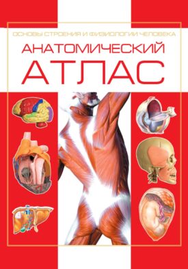 Анатомический атлас. Основы строения и физиологии человека