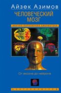 Человеческий мозг. От аксона до нейрона